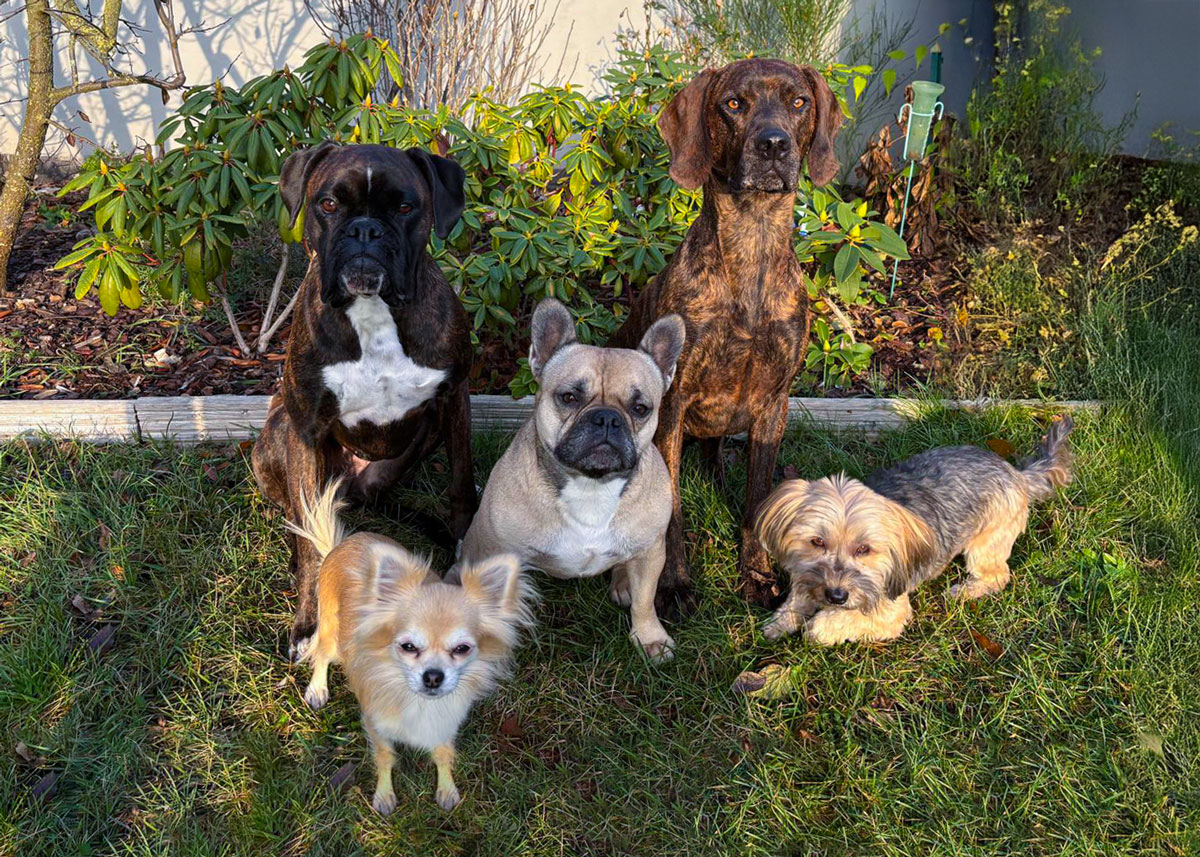 Meine Mitarbeiter. Ein Foto meiner fünf Hunde die in der Abendsonne im Garten sitzen und mehr oder weniger in die Kamera schauen.
