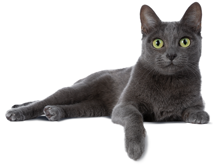 Eine dunkelgraue Katze liegt lässig auf der Seite, hat den Kopf erhoben, die Ohren gespitzt und schaut direkt in die Kamera.