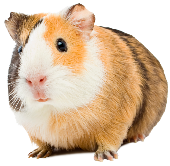 Ein Meerschweinchen mit weiß, hell- und dunkelbraunem kurzen Fell, das neugierig in die Kamera blickt.