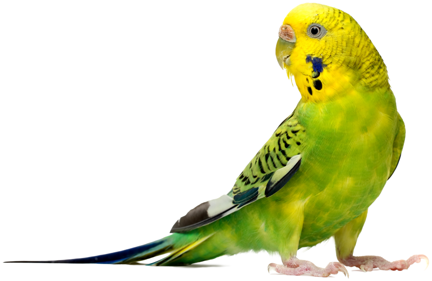 Ein gelb-grüner Wellensicht in Seitenansicht, der den Kopf über seine rechte Schulter nach hinten dreht.